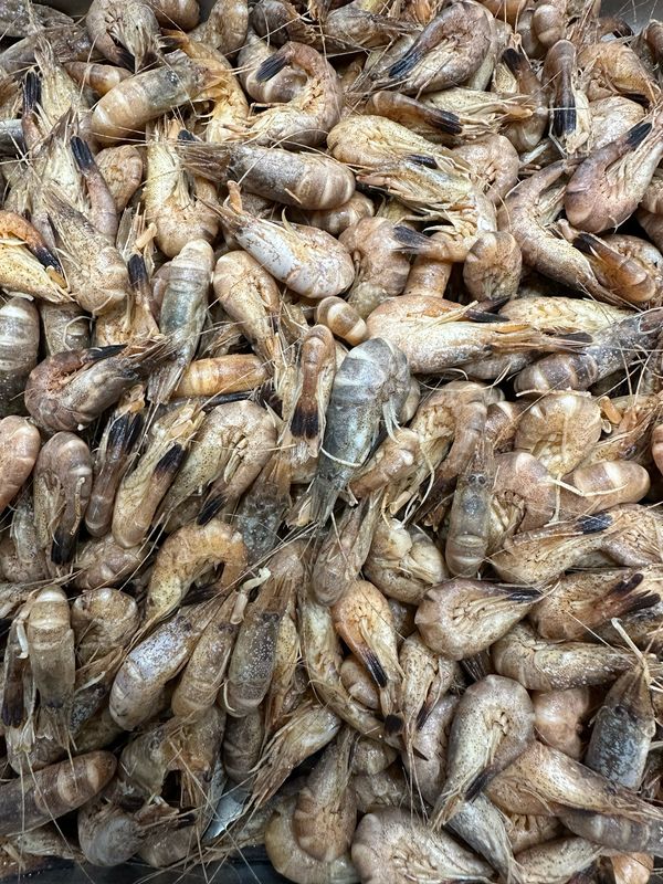 Crevettes grises fraîches entières