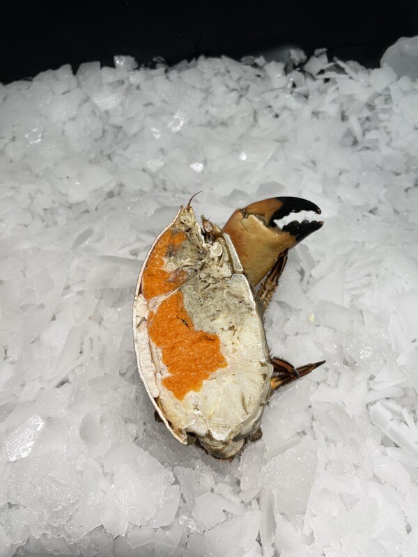 Tourteau frais, chair savoureuse et généreuse, idéal pour plateaux de fruits de mer