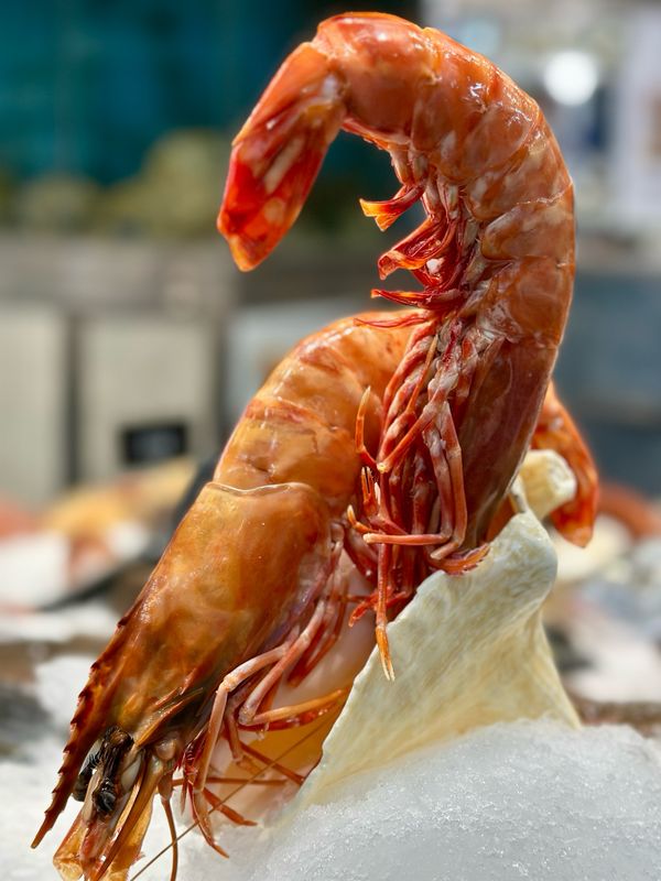 Gambas cuites XXL, pièces géantes prêtes à déguster