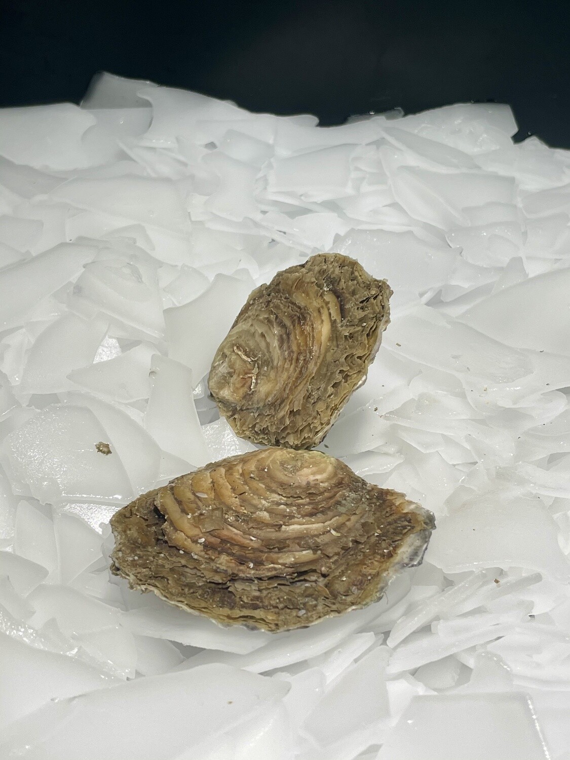 Huîtres plates Belon, goût de noisette et chair ferme