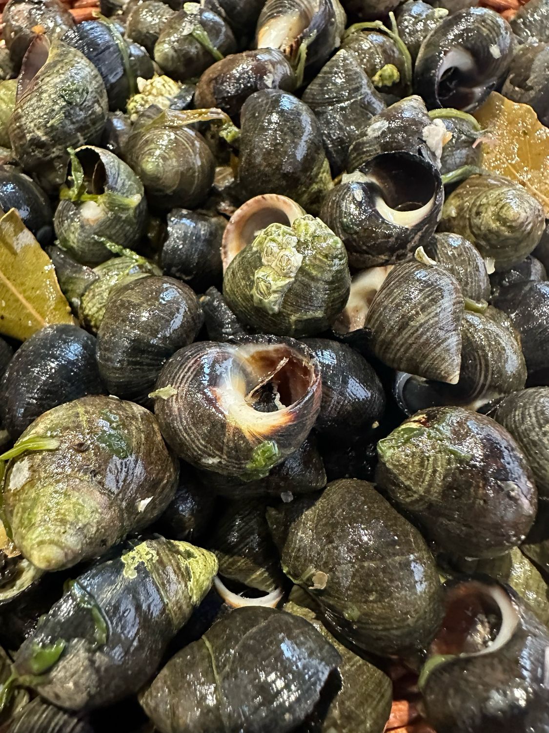 Bigorneaux cuits prêts à déguster
