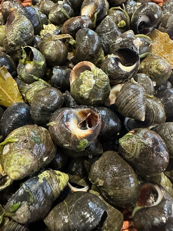 Bigorneaux cuits prêts à déguster