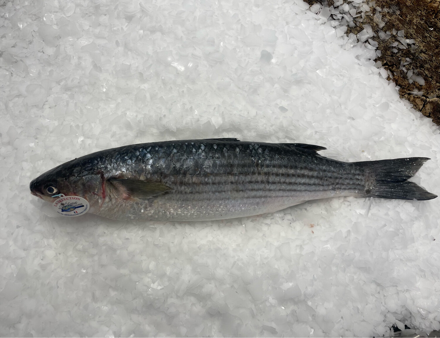 Mulet noir sauvage entier, poisson frais à chair ferme et savoureuse 