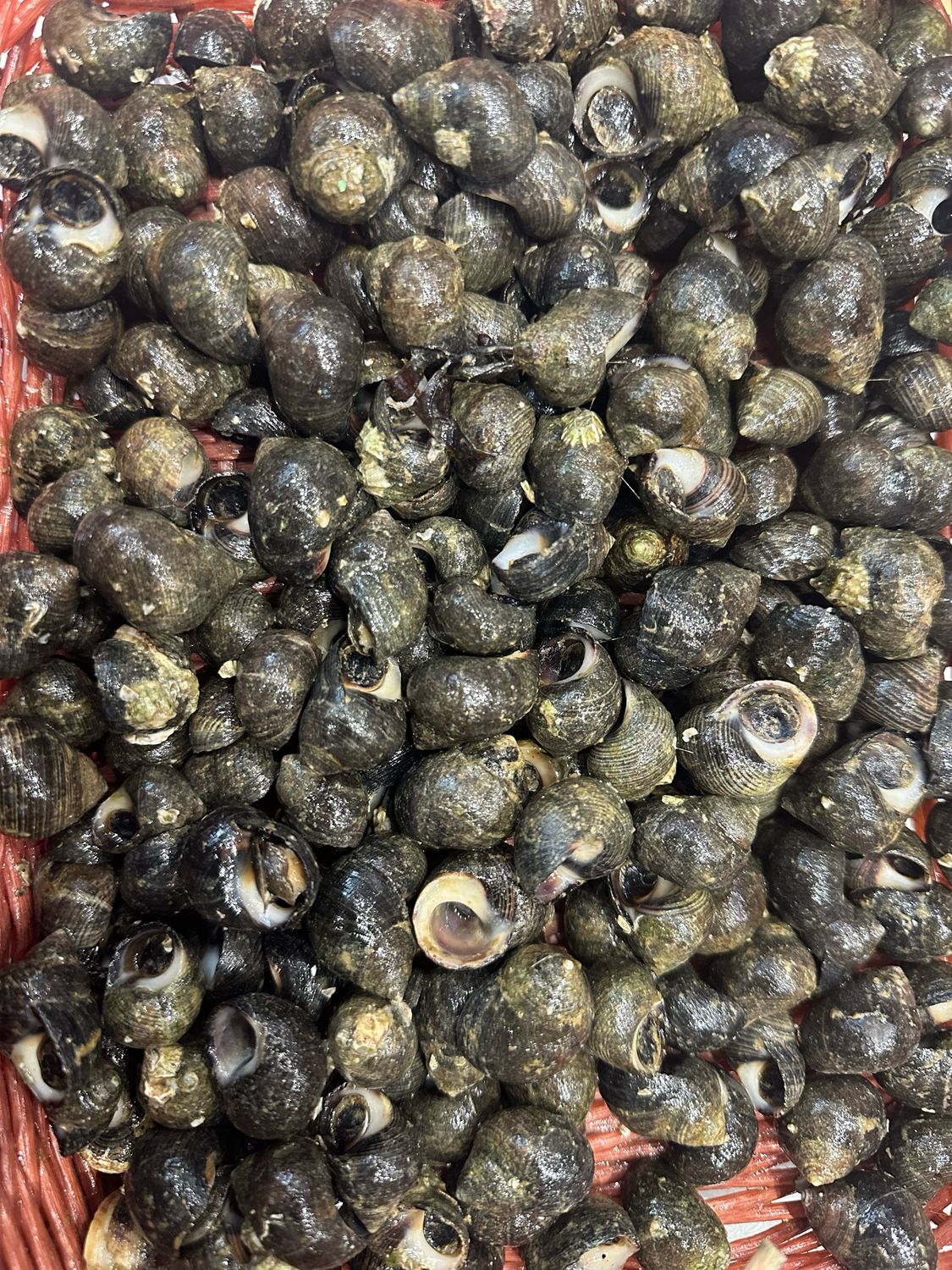 Bigorneaux vivants à cuire, coquillages frais de nos côtes vendéennes