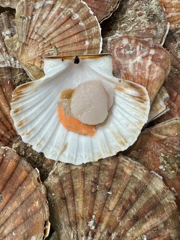 Coquille Saint-Jacques fraîche gros calibre 