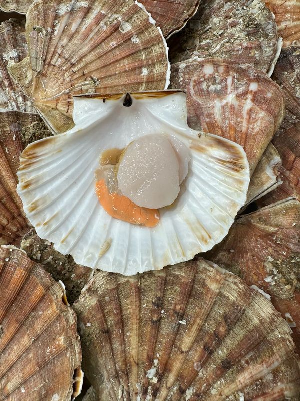 Coquille de Saint-Jacques fraîche moyen calibre