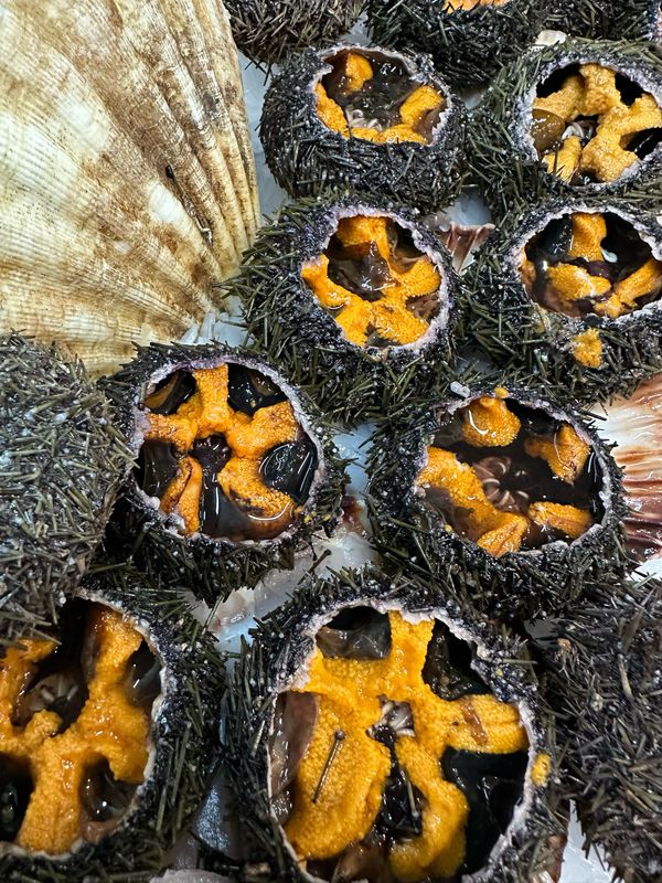 Oursins frais ouverts, corail orangé, saveur marine iodée et texture fondante 