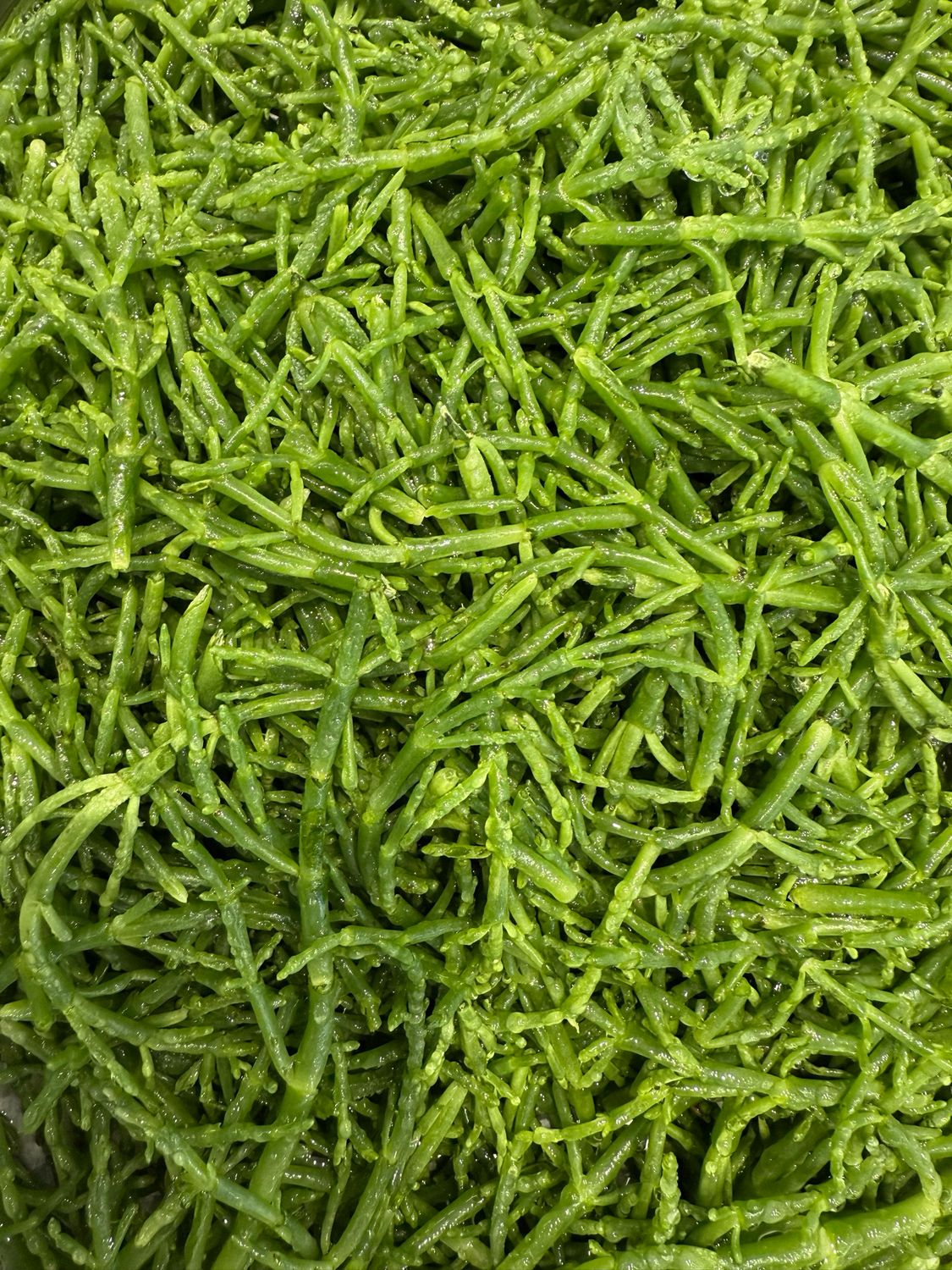 Salicoques fraîches, légumes marins croquants et iodés