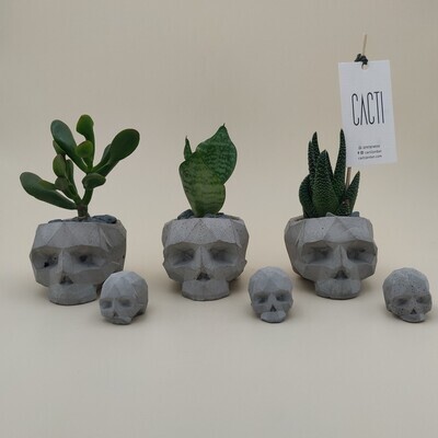 Skulls with indoor plants