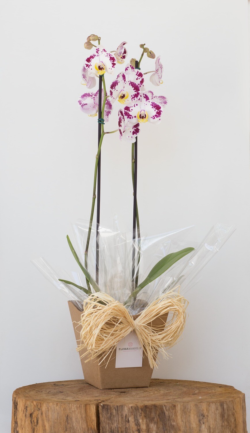 Orquídea Phalaenopsis com Cachepot
