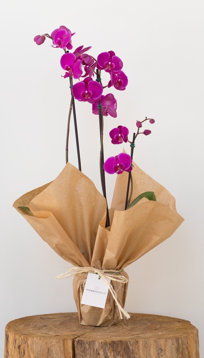 Orquídea Phalaenopsis