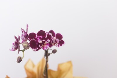 Mini Orquídea