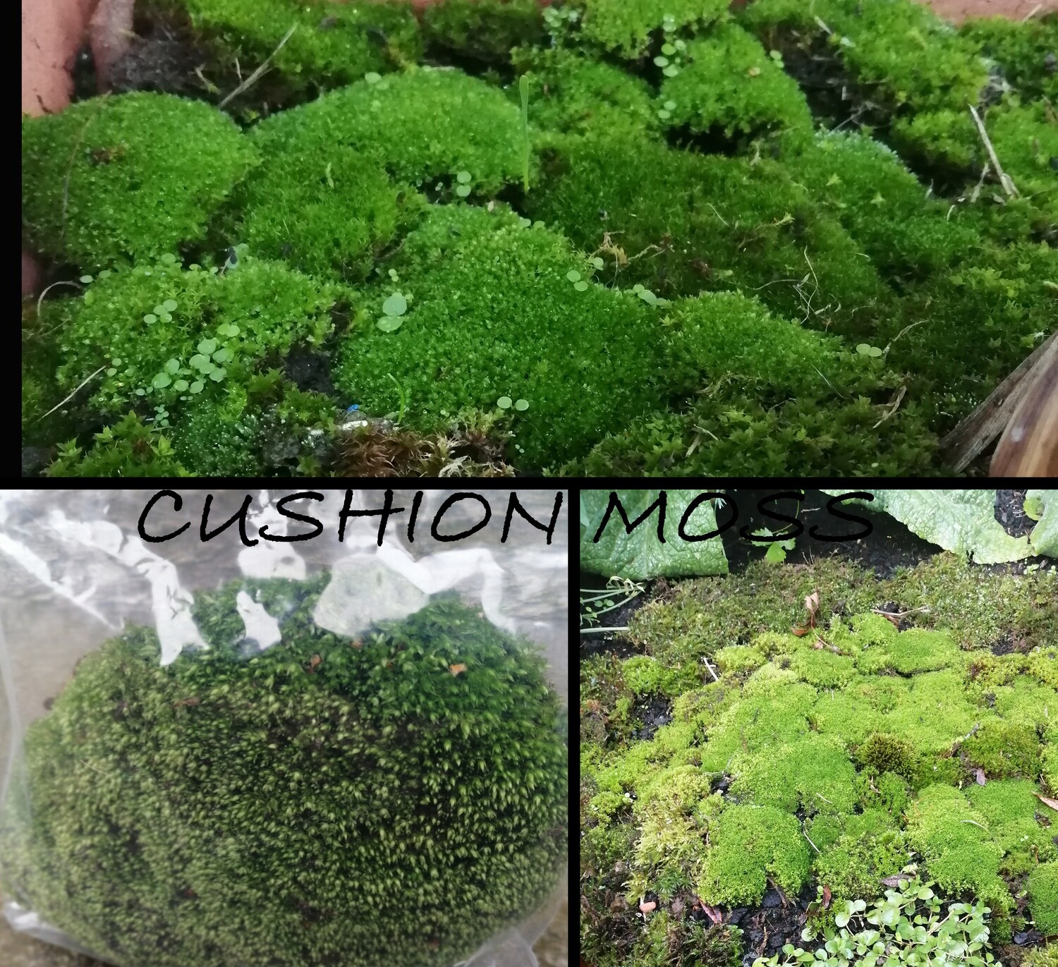 Cushion Moss