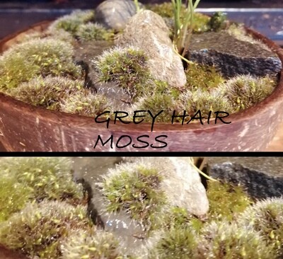 Grey Hair Moss