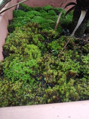 Star Moss