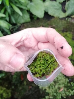 Star Moss