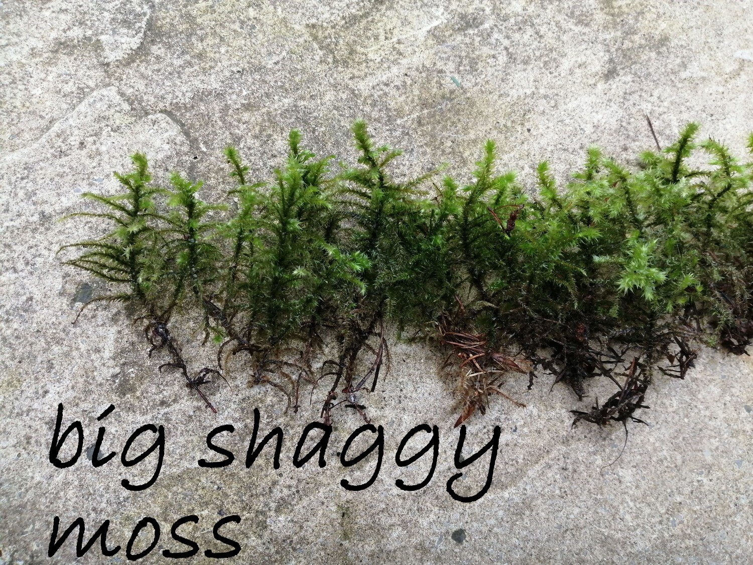 Big Shaggy Moss