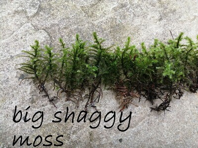 Big Shaggy Moss
