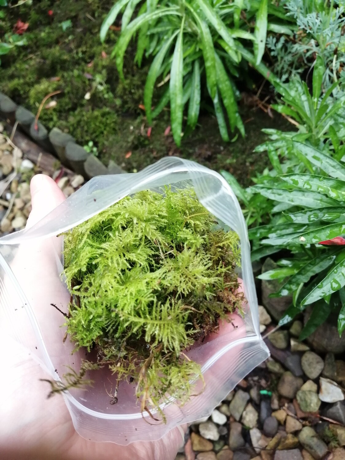 Tamarisk Moss