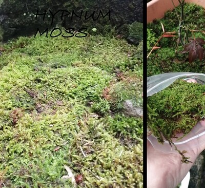 Carpet Hypnum Moss