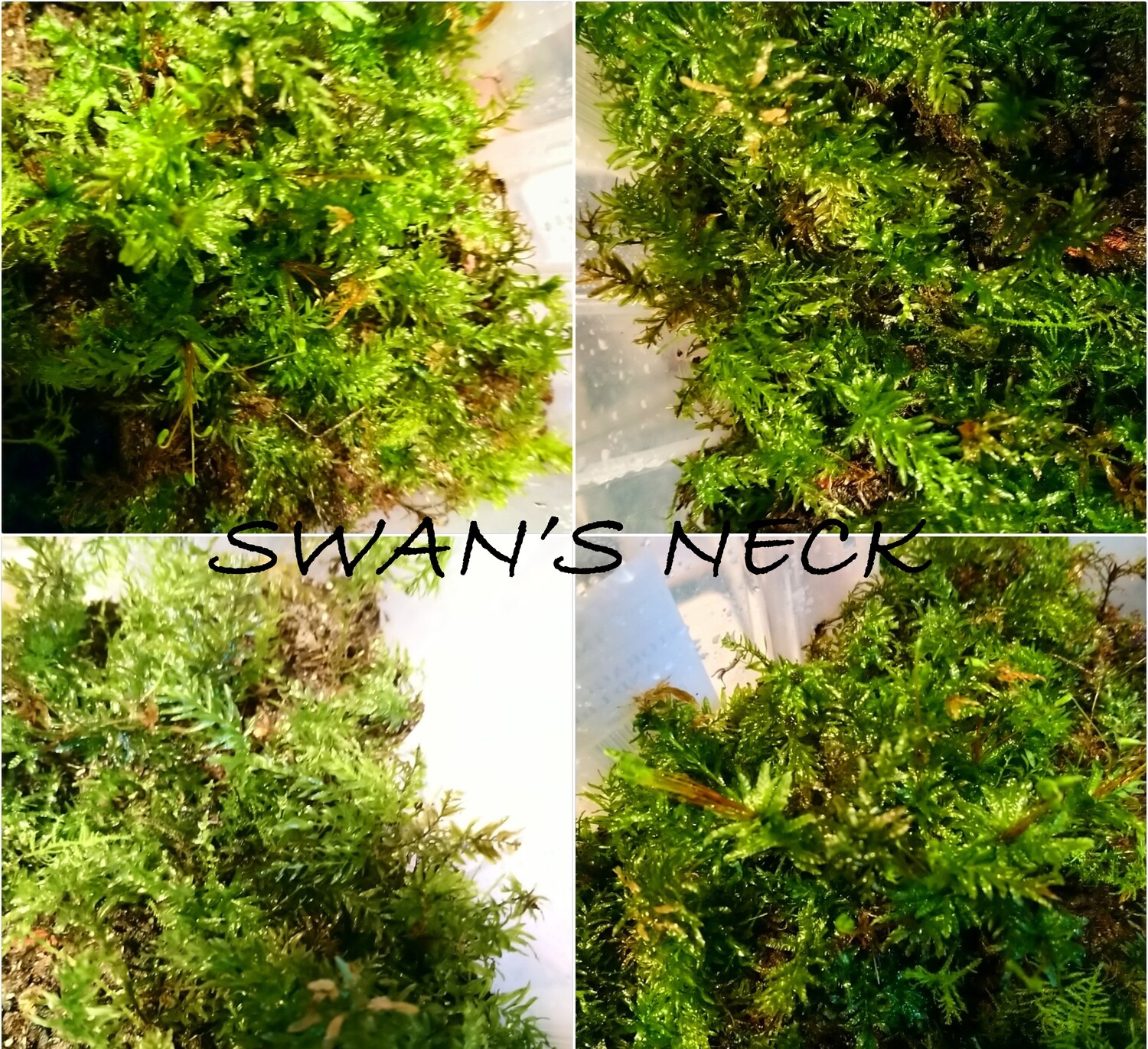 Swan&#39;s Neck Moss