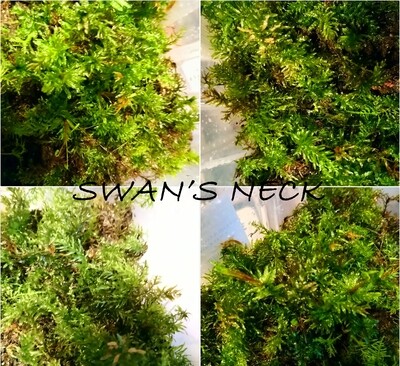 Swan&#39;s Neck Moss