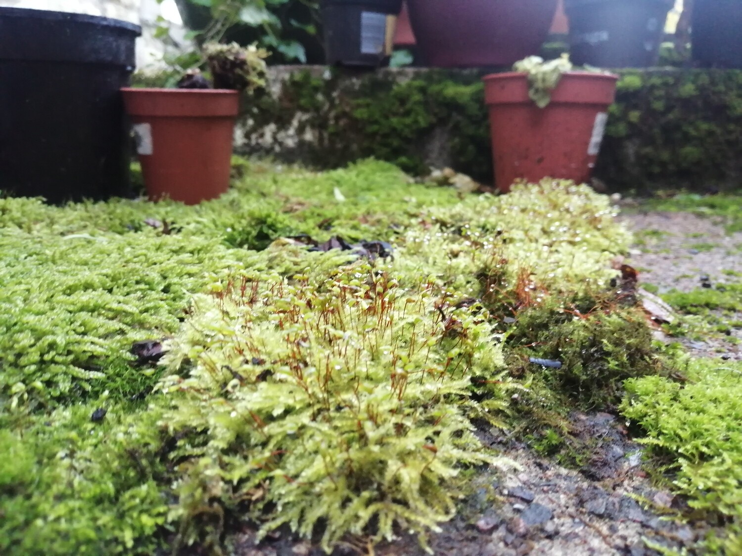 Feather Moss
