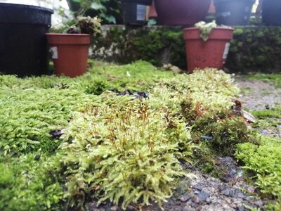 Feather Moss