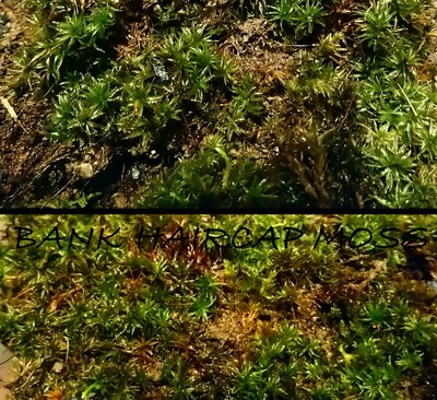 Bank Haircap Moss