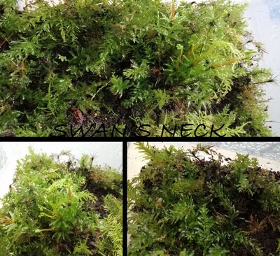 Swan's Neck Moss