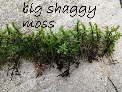 Big Shaggy Moss