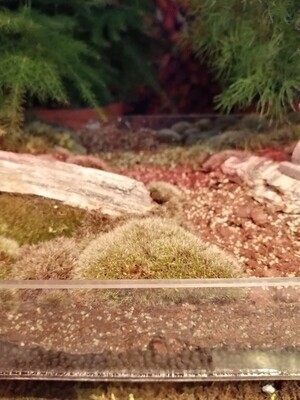 Grey Hair Moss