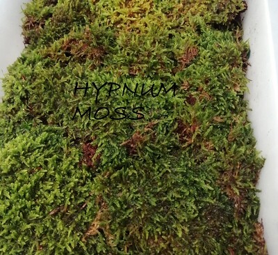 Carpet Hypnum Moss