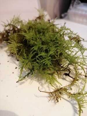 Tamarisk Moss