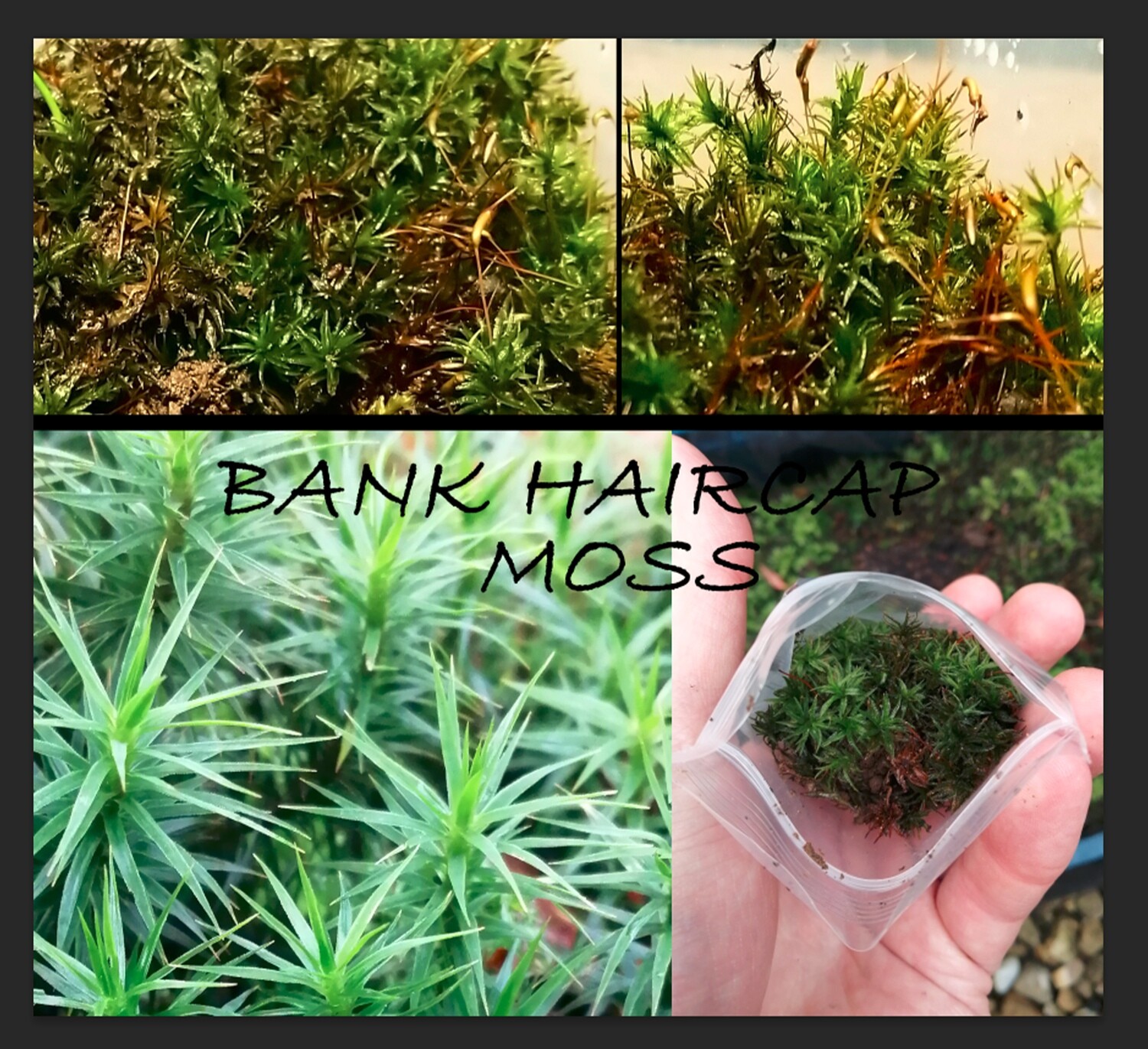 Bank Haircap Moss