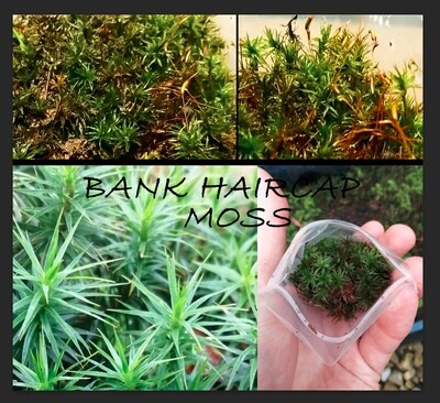 Bank Haircap Moss