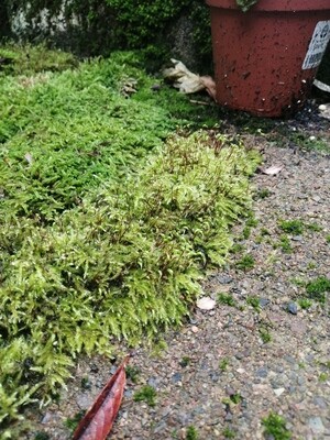Feather Moss