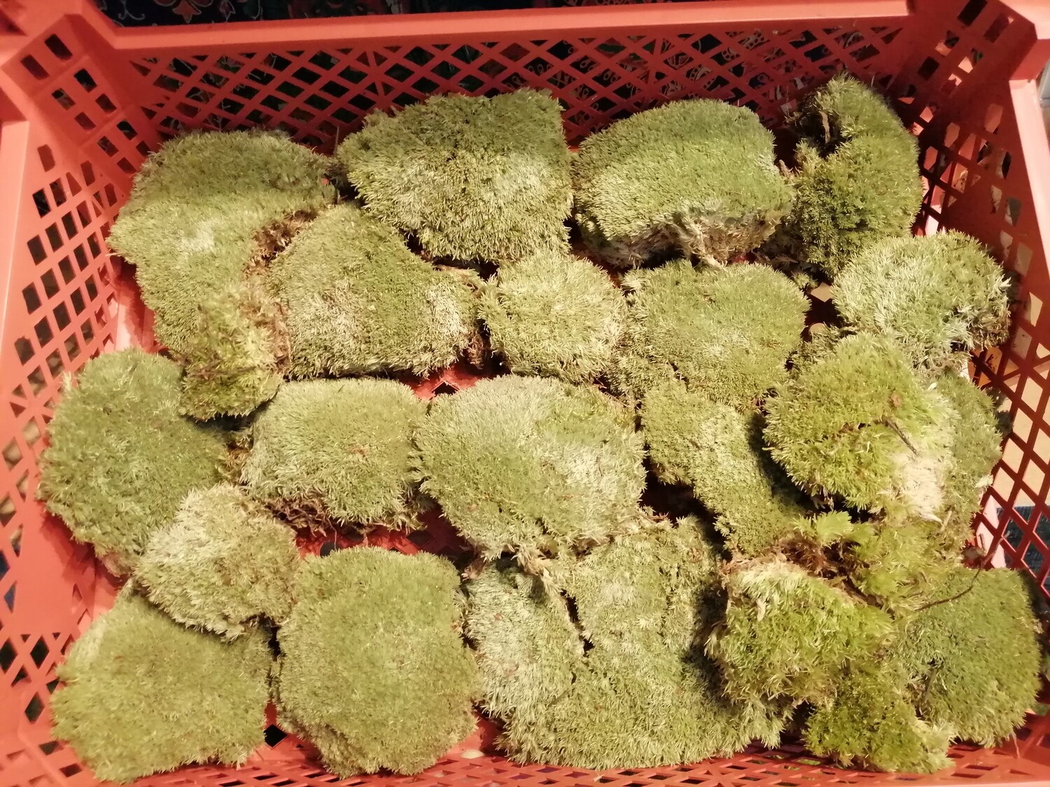Preserved Cushion Moss