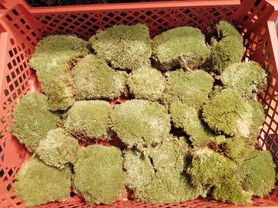 Preserved Cushion Moss