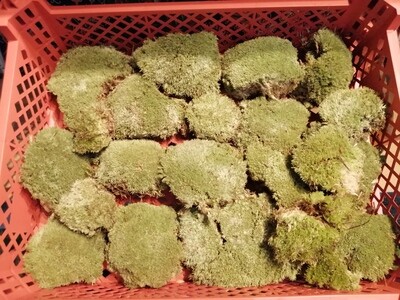 Preserved Cushion Moss