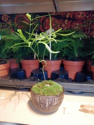 Asparagus in Coconut Pot with Moss