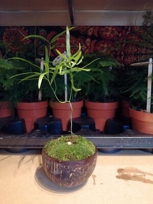 Asparagus in Coconut Pot with Moss