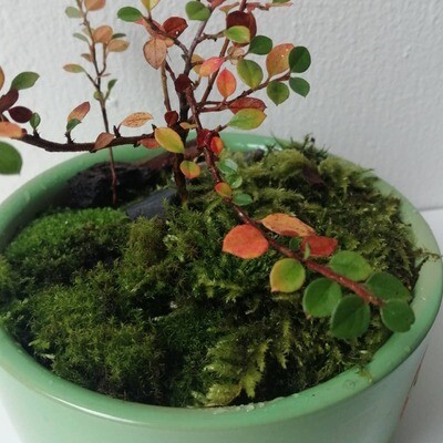Bonsai Tree with Pot and Moss