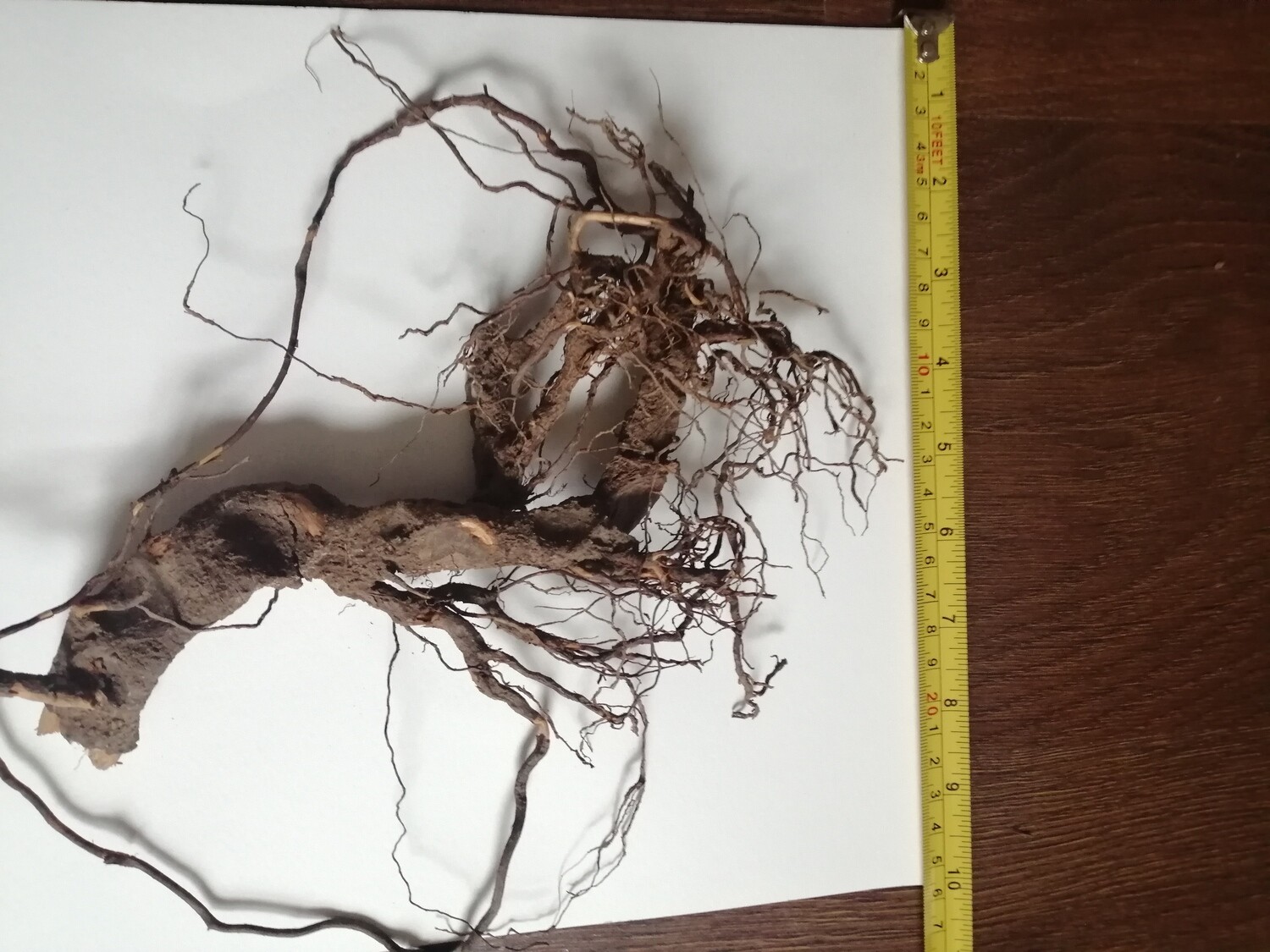 Dry Wood Root Decorative