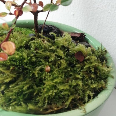 Bonsai Tree with Pot and Moss