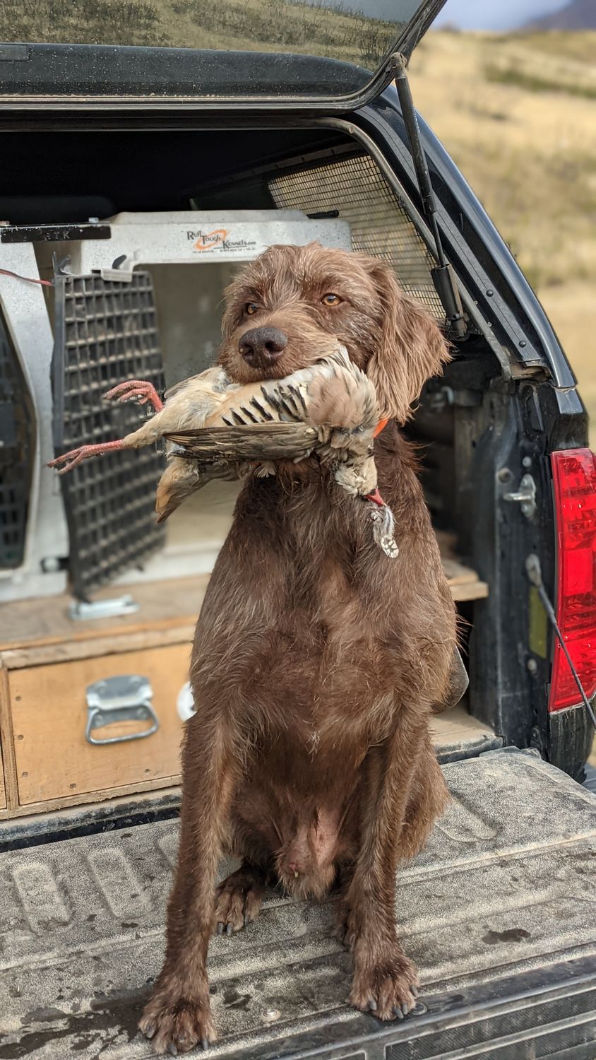 Trained Retrieve Clinic