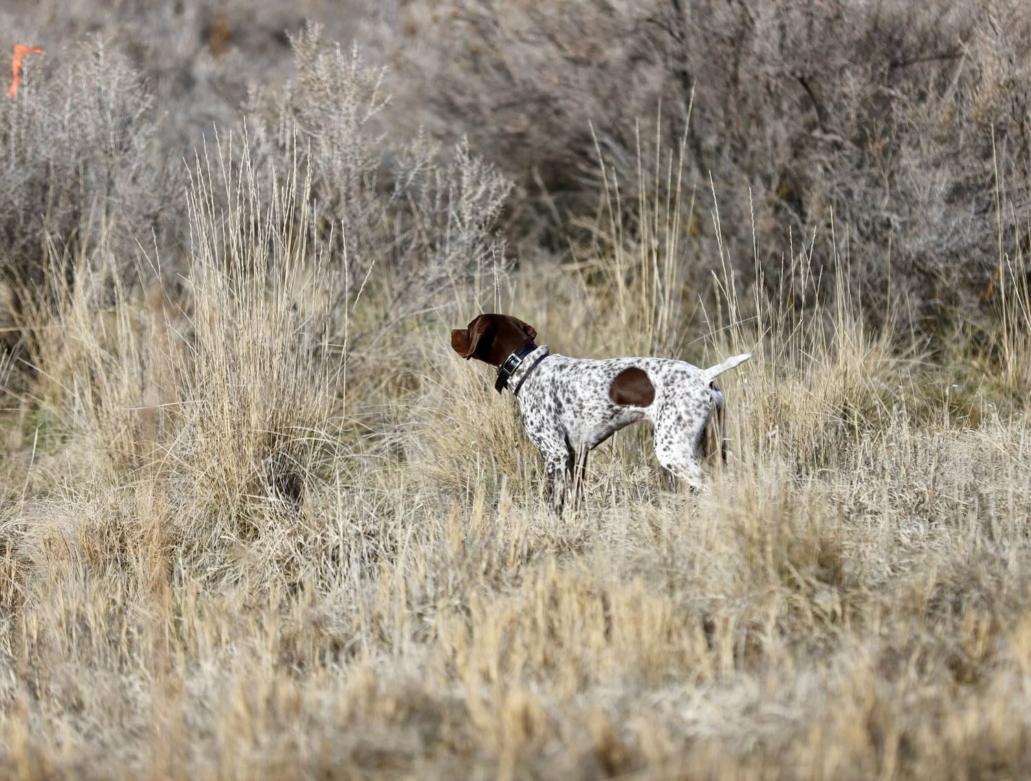 Snake Aversion Training (May 24, 2026 - 10:30 AM Session)