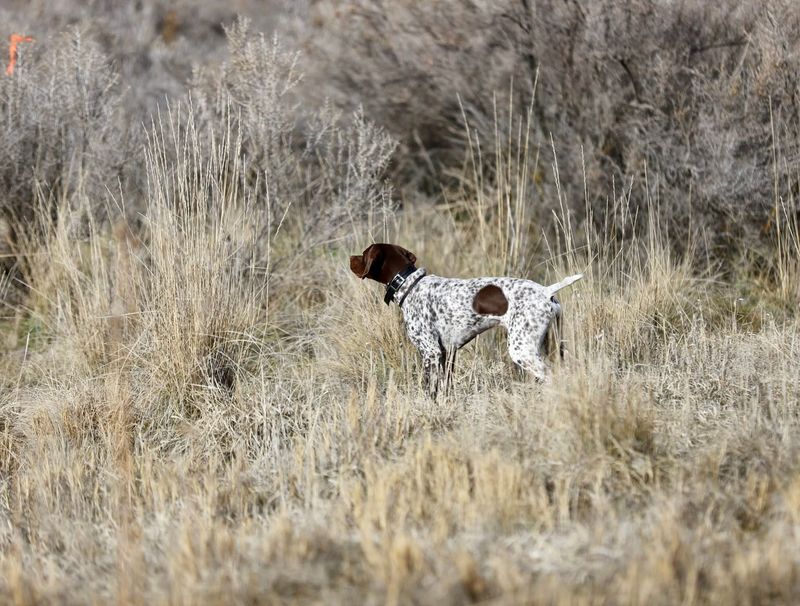 Snake Aversion Training (May 24, 2026 - 10:30 AM Session)
