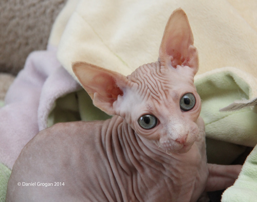 Chaton Sphynx Degriffe