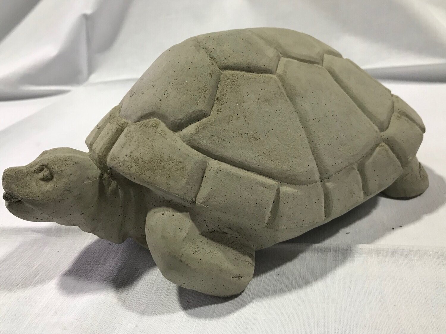 Schildkröte "Cassiopaia"